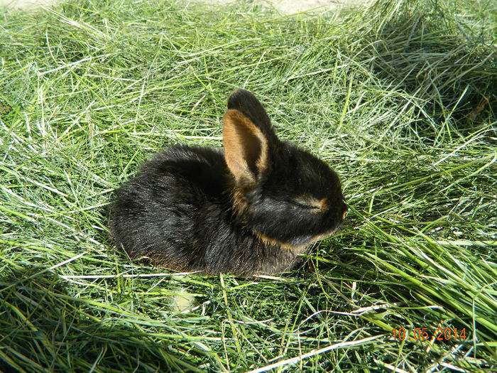 Picture 094 - IEPURI LOH PITIC