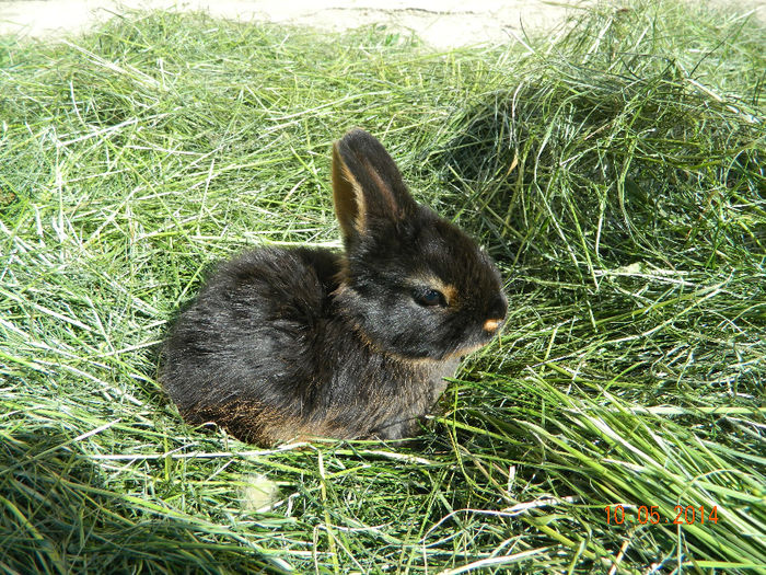 Picture 095 - IEPURI LOH PITIC