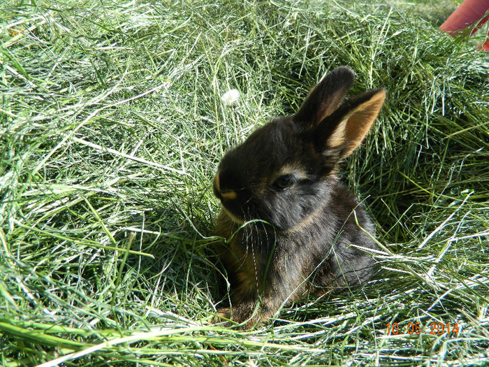 Picture 097 - IEPURI LOH PITIC