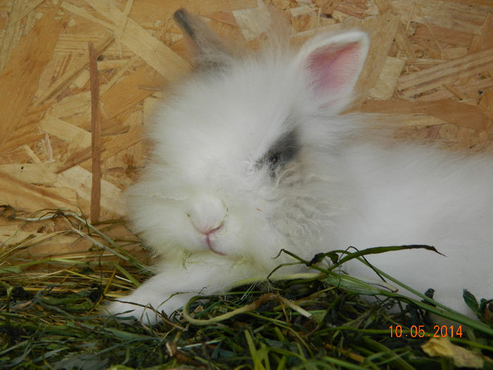 Picture 100 - iepuri angora