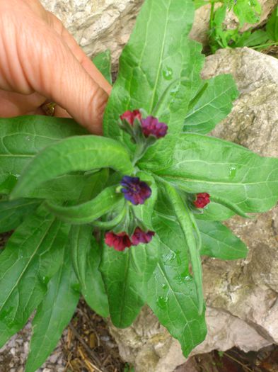 nu stiu ce este - PRIMAVARA 2014