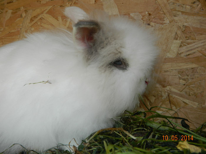 Picture 102 - iepuri angora