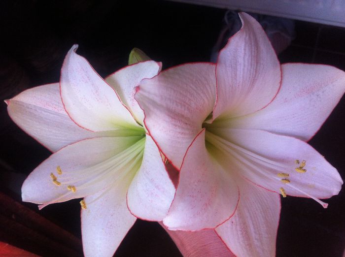 image - amaryllis 2014