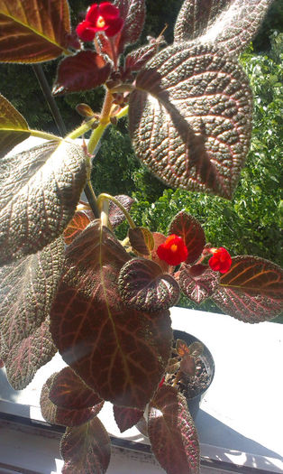 IMAG0659; Episcia inflorita
