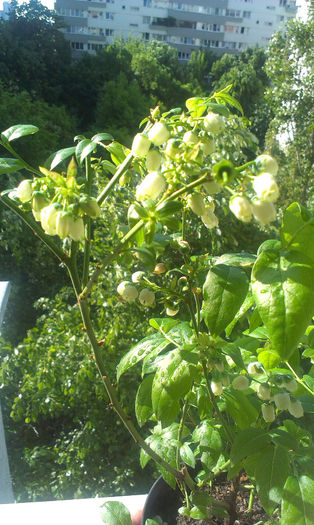 IMAG0664; Afin 1 inflorit
