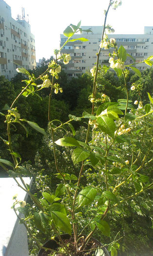 IMAG0667; Afin 2 inflorit
