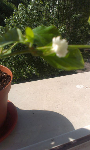 IMAG0676 - Mai 2014