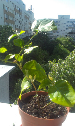 IMAG0677 - Mai 2014
