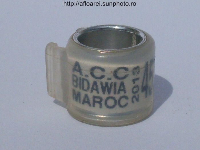 acc bidawia maroc 2013 - MAROC