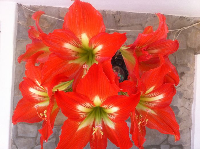 image - amaryllis 2014