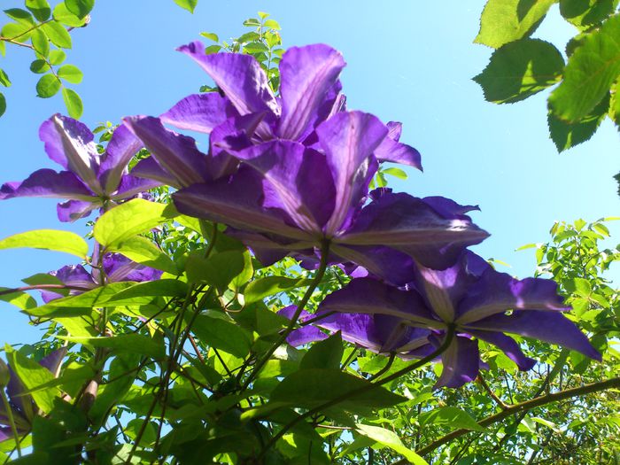 DSC_4917 - Clematis