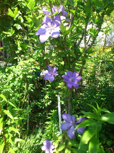 DSC_4915 - Clematis