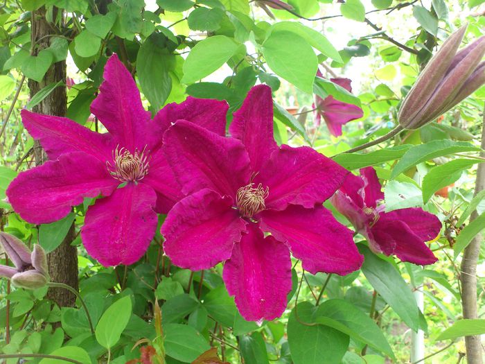 DSC_4883 - Clematis
