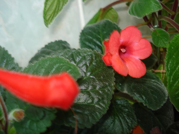Red Raindrops
