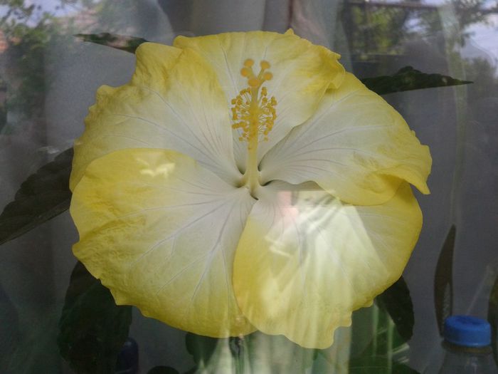 emily - hibiscus