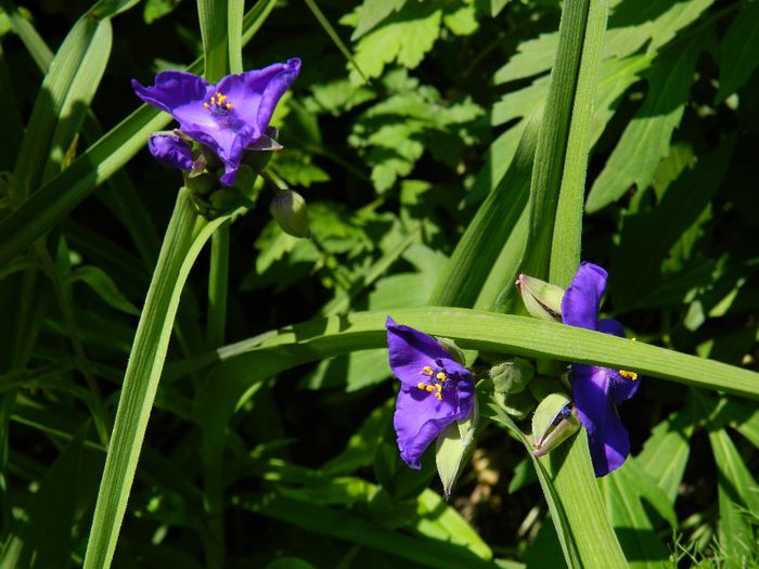 DSCN8816 ?? - MAI_2014