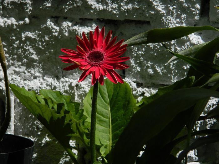 DSCN8881 gerbera - MAI_2014