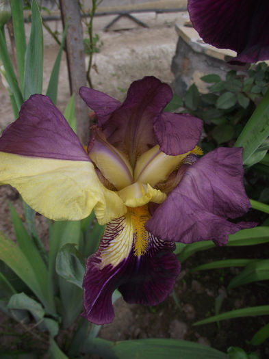 DSCF2701 - Irisi