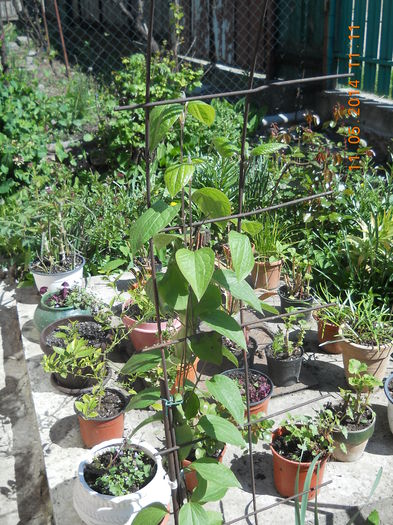 Multumesc Camelia pentru clematita