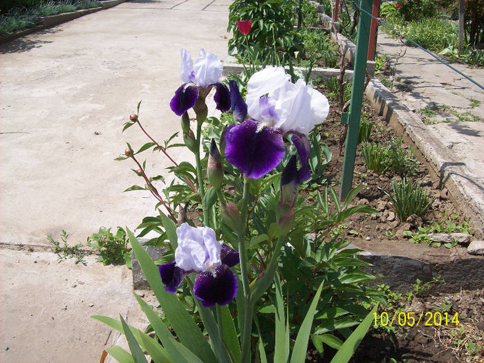 irisi