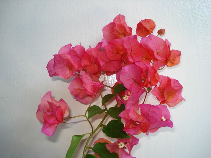 DSC08529 - FLORI 2014