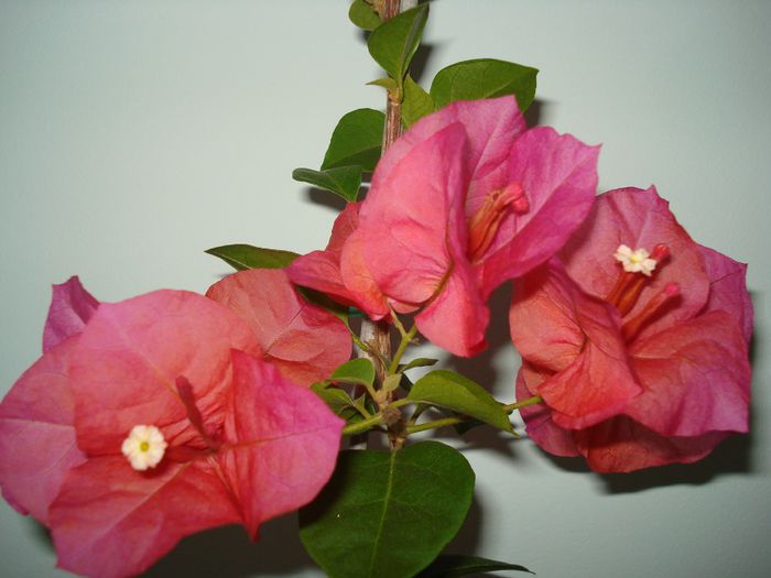 DSC08455