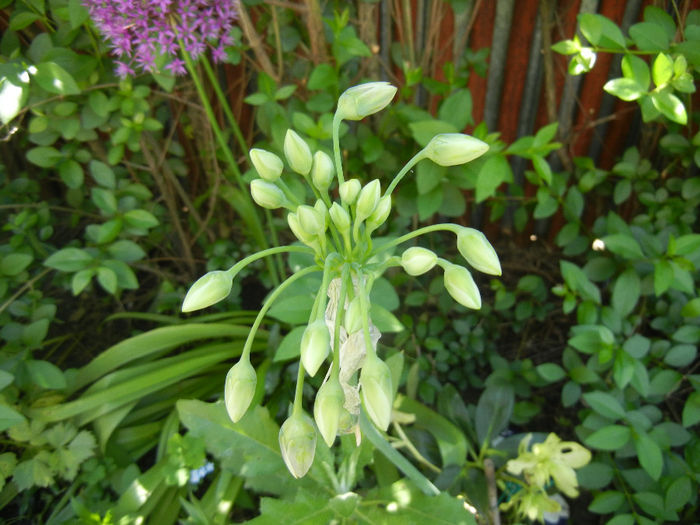 Allium siculum (2014, May 11)