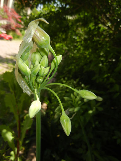 Allium siculum (2014, May 11) - Nectaroscordum siculum