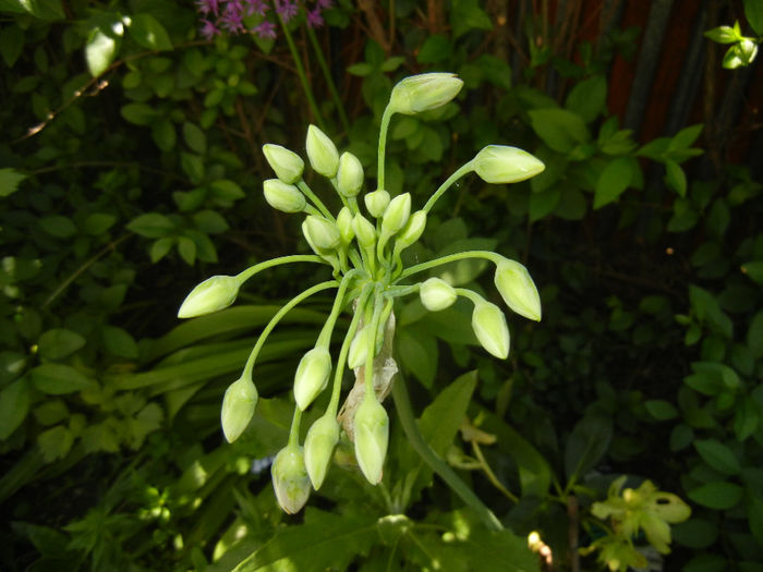 Allium siculum (2014, May 11)