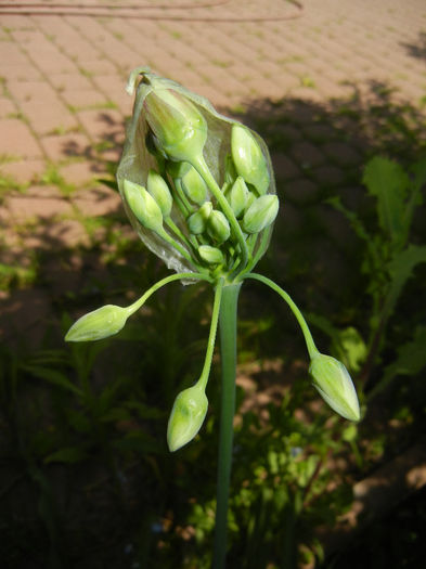 Allium siculum (2014, May 11)