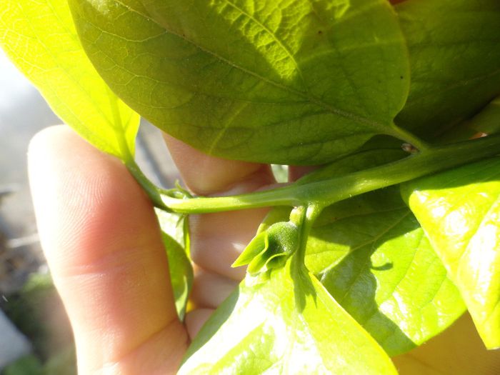 KAKI VANIGLIA CU BOBOCI - PLANTELE MELE DIN GRADINA2014