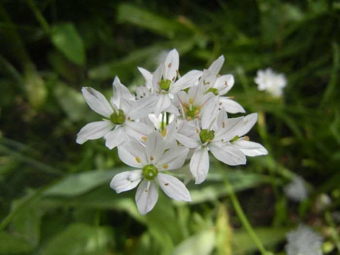 Triteleia hyacinthina (2014, May 09) - TRITELEIA Hyacinthina