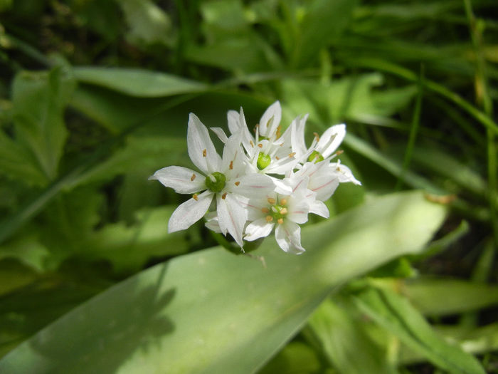 Triteleia hyacinthina (2014, May 09)