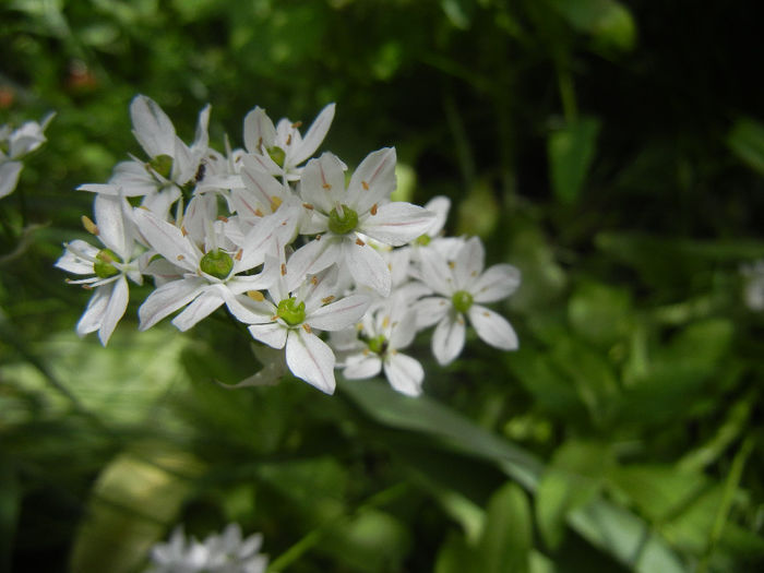 Triteleia hyacinthina (2014, May 09) - TRITELEIA Hyacinthina