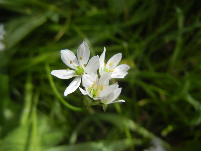 Triteleia hyacinthina (2014, May 09)