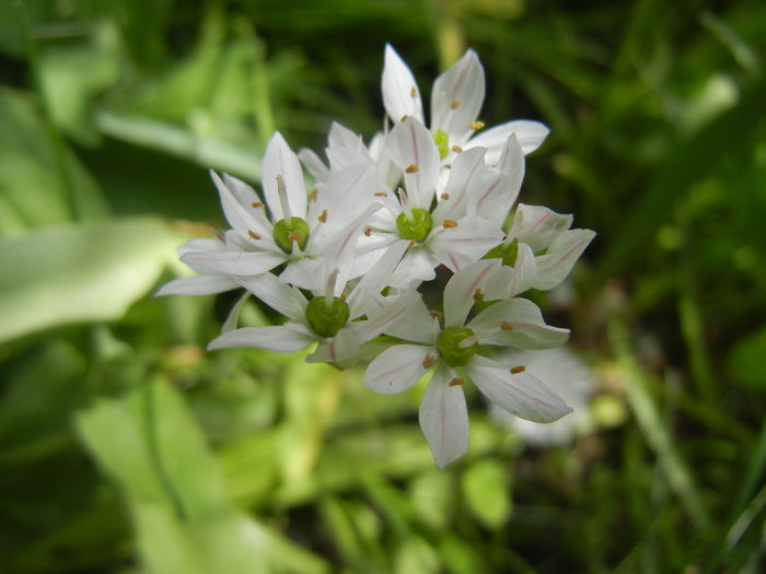 Triteleia hyacinthina (2014, May 09) - TRITELEIA Hyacinthina