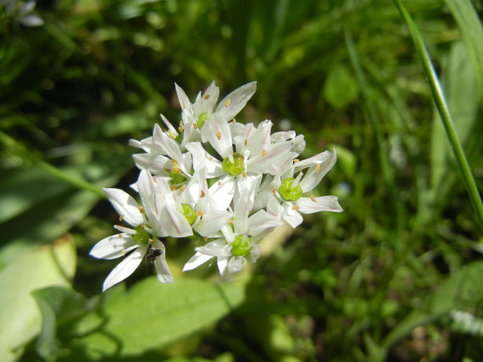 Triteleia hyacinthina (2014, May 11) Triteleia hyacinthina (2014, May 11)