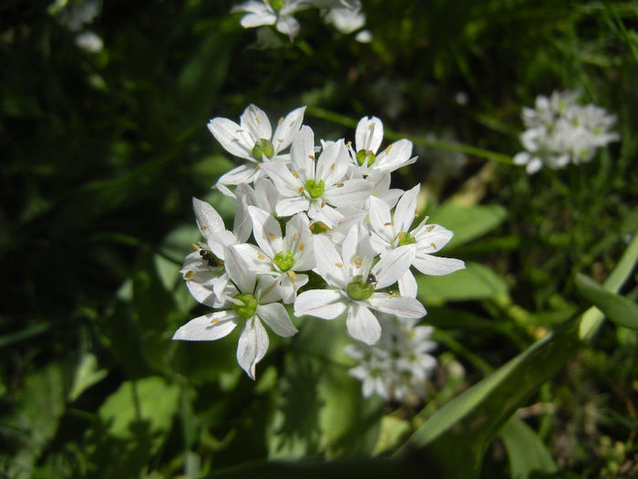 Triteleia hyacinthina (2014, May 11) Triteleia hyacinthina (2014, May 11)