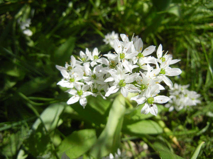 Triteleia hyacinthina (2014, May 11) Triteleia hyacinthina (2014, May 11)