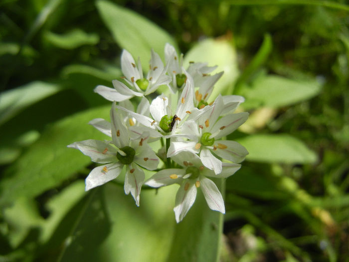 Triteleia hyacinthina (2014, May 11) - TRITELEIA Hyacinthina