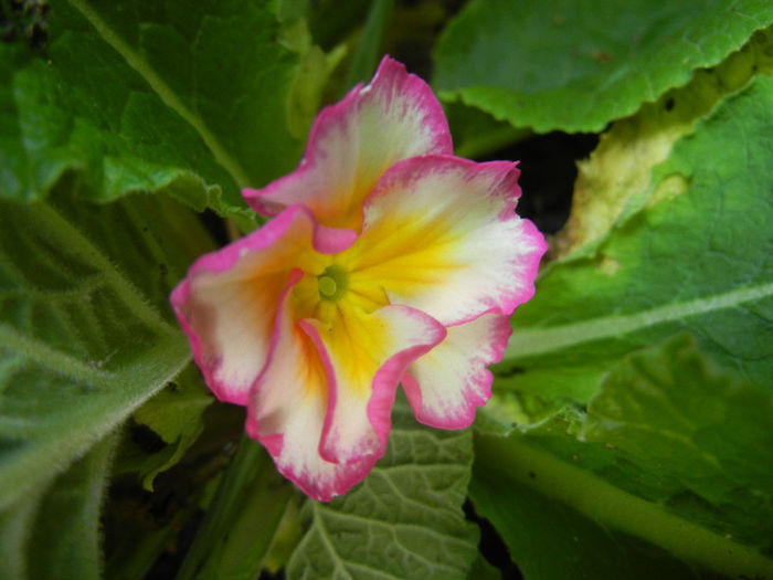 Primula (2014, May 11) - PRIMULA Acaulis