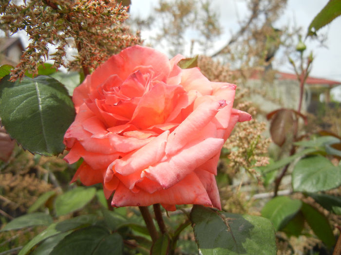 Rose Artistry (2014, May 09)