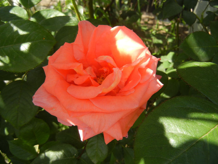 Rose Artistry (2014, May 11) - Rose Artistry