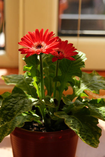 1 - Gerbera