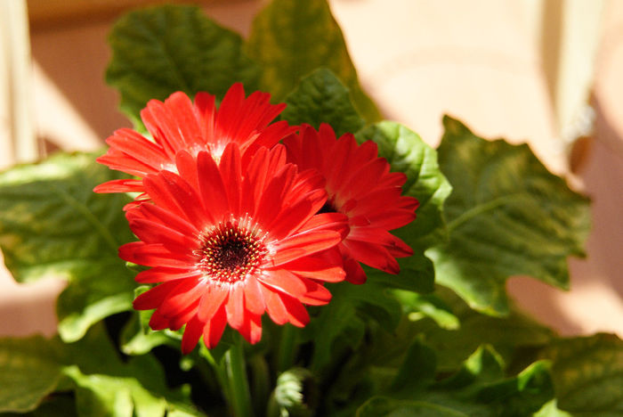 2 - Gerbera