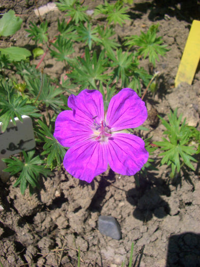 Geranium Sanguineum Vision Violet