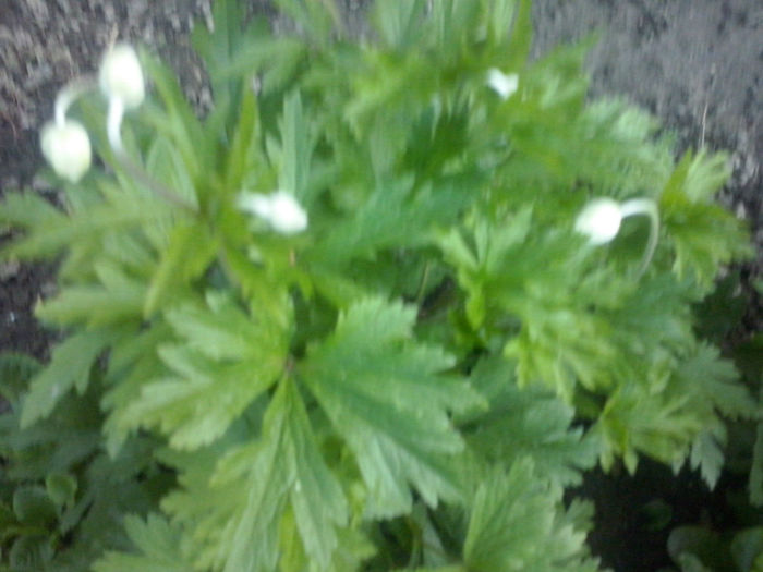 CAM01608 - 2014 FLORI EXTERIOR