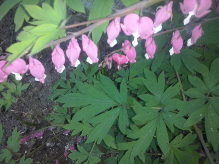 CAM01609 - 2014 FLORI EXTERIOR