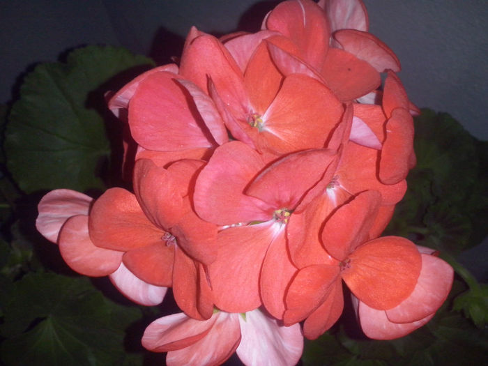 CAM01613 - 2014 FLORI EXTERIOR