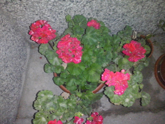 CAM01617 - 2014 FLORI EXTERIOR